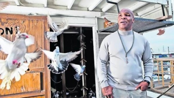 rtemagicc_sport_tyson_si_porumbeii_8_jpg_51029900