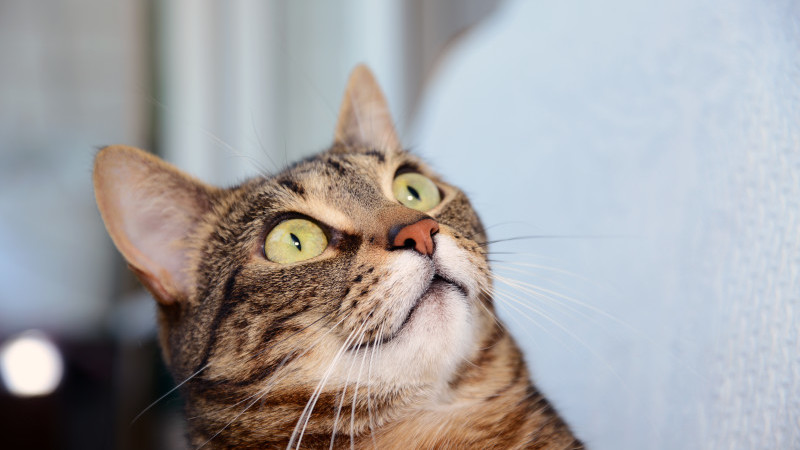 In Marea Britanie s-a înregistrat primul caz de animal infectat cu COVID