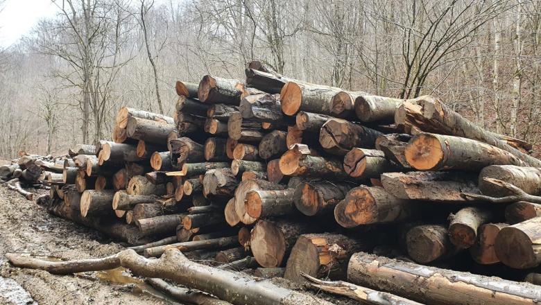 Polițiștii din Maramureș au confiscat peste 2000 de mc de lemn