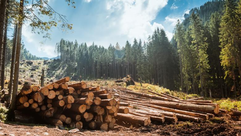 Costel Alexe cere vot urgent la noul Cod Silvic: Se pare că primii care se tem deja de modificări sunt chiar parlamentarii