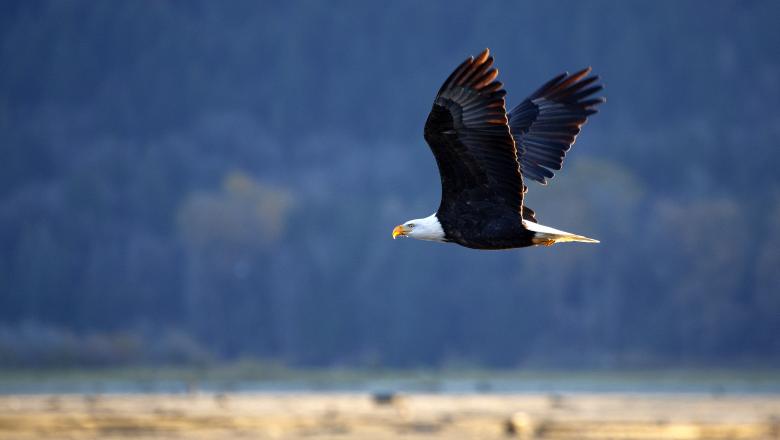 O dronă aparținând guvernului federal