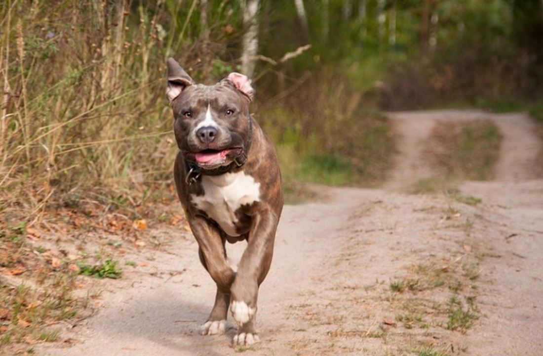 Caz cutremurător o femeie din giurgiu a sfarșit tragic, fiind sfâșiată de câinii propriului ei fiu