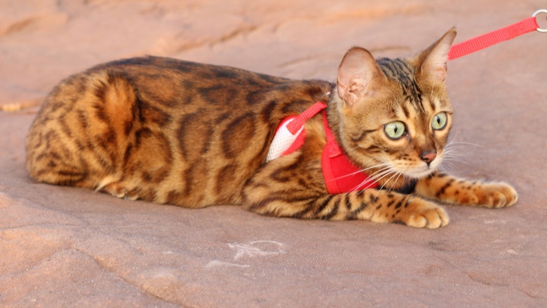 Un cuplu din Franța au plătit 6000 de euro pentru o pisică și ș-au trezit cu un pui de tigru