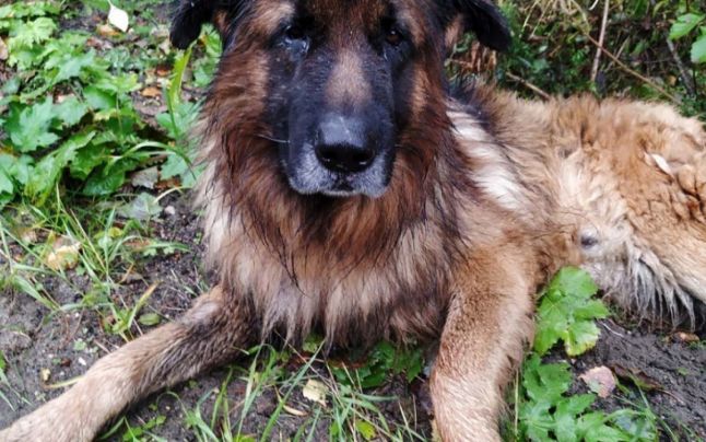 Un câine, căruia i se facuse injecția letală, s-a dezgropat singur și-a reușit să supraviețuiască