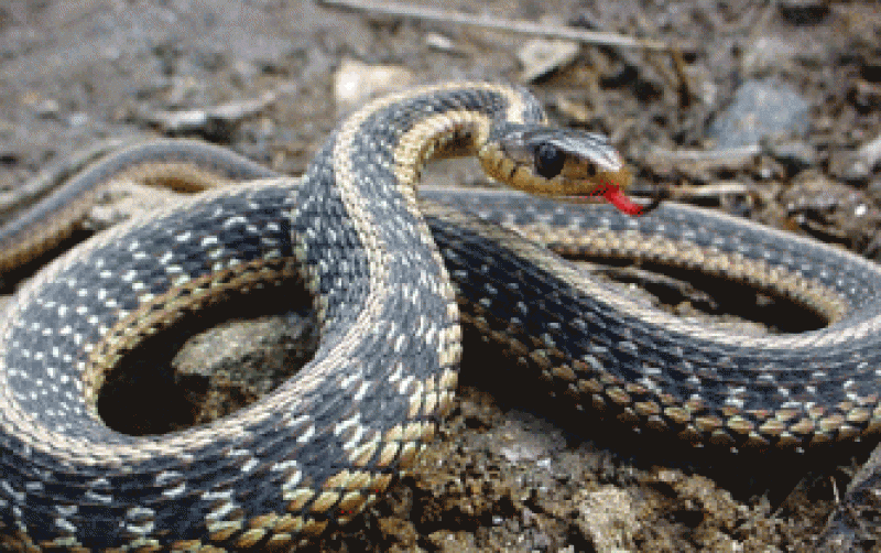 Un șarpe exotic