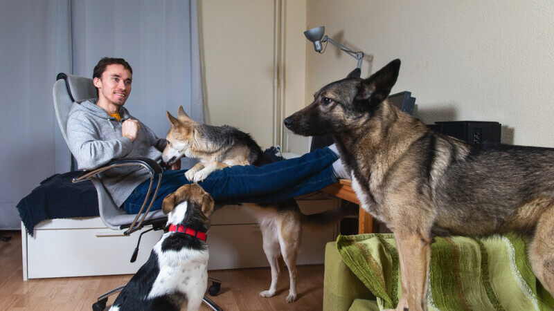 La Timișoara pot ține câine sau pisică la bloc, doar cu acordul vecinilor