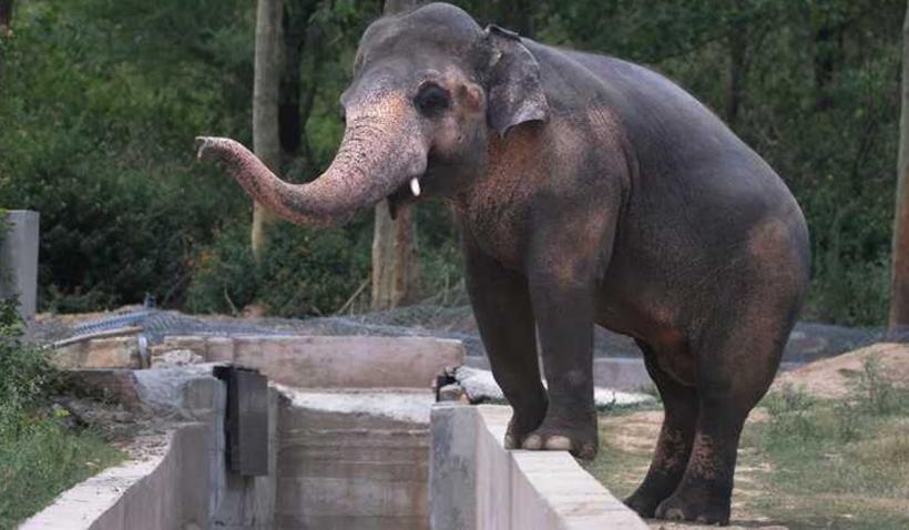 Un îngrijitor de la o grădină zoologică din Spania, ucis de trompa unui elefant