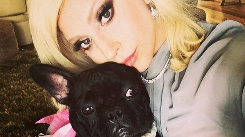 Lady Gaga și-a recuperat cei doi câini furați