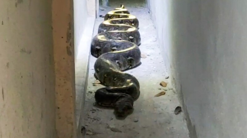 O femeie a descoperit un piton enorm langă casa ei