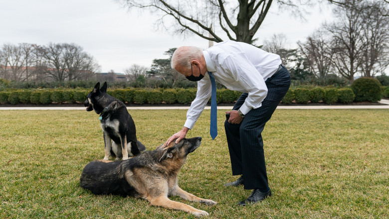 Câinii lui Joe Biden au fost dați afară de la Casa Albă, după ce au mușcat un aged de pază