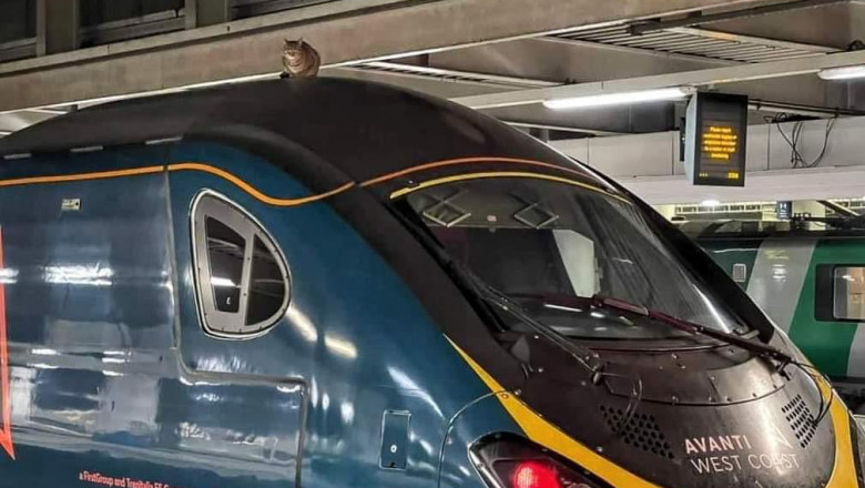 În Londra, a durat 3 ore să poate fi coborâtă o pisică ce se urcase pe un tren