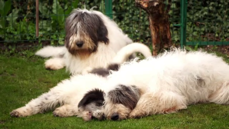 câinele ciobănesc românesc în Marea Britanie