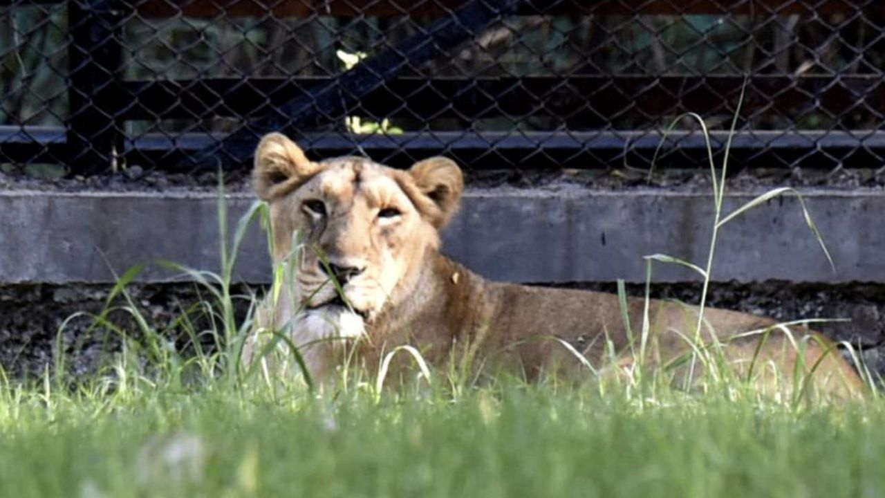 o leoaică a murit de Covid, la Grădina Zoologică