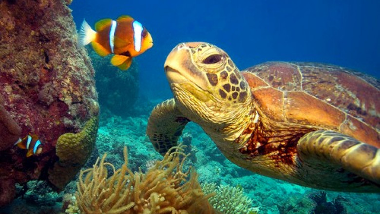 UNESCO și Australia