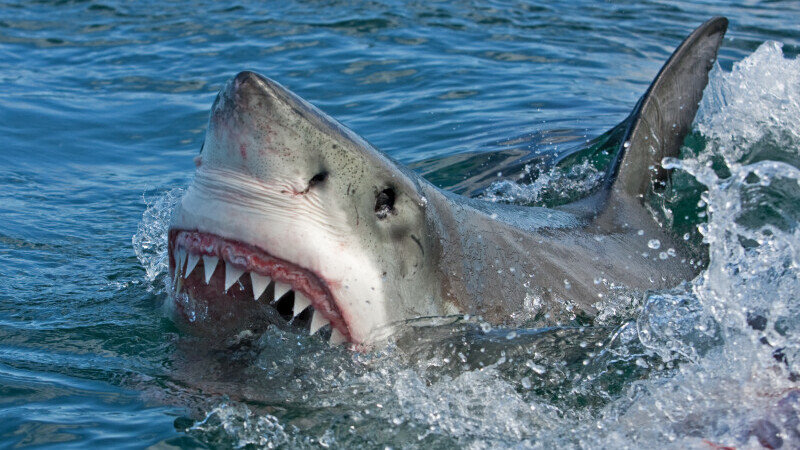 Un rechin alb i-a sfâșiat piciorul unui turist care făcea parasailing, în apropierea unui resort de lux din Marea Roșie