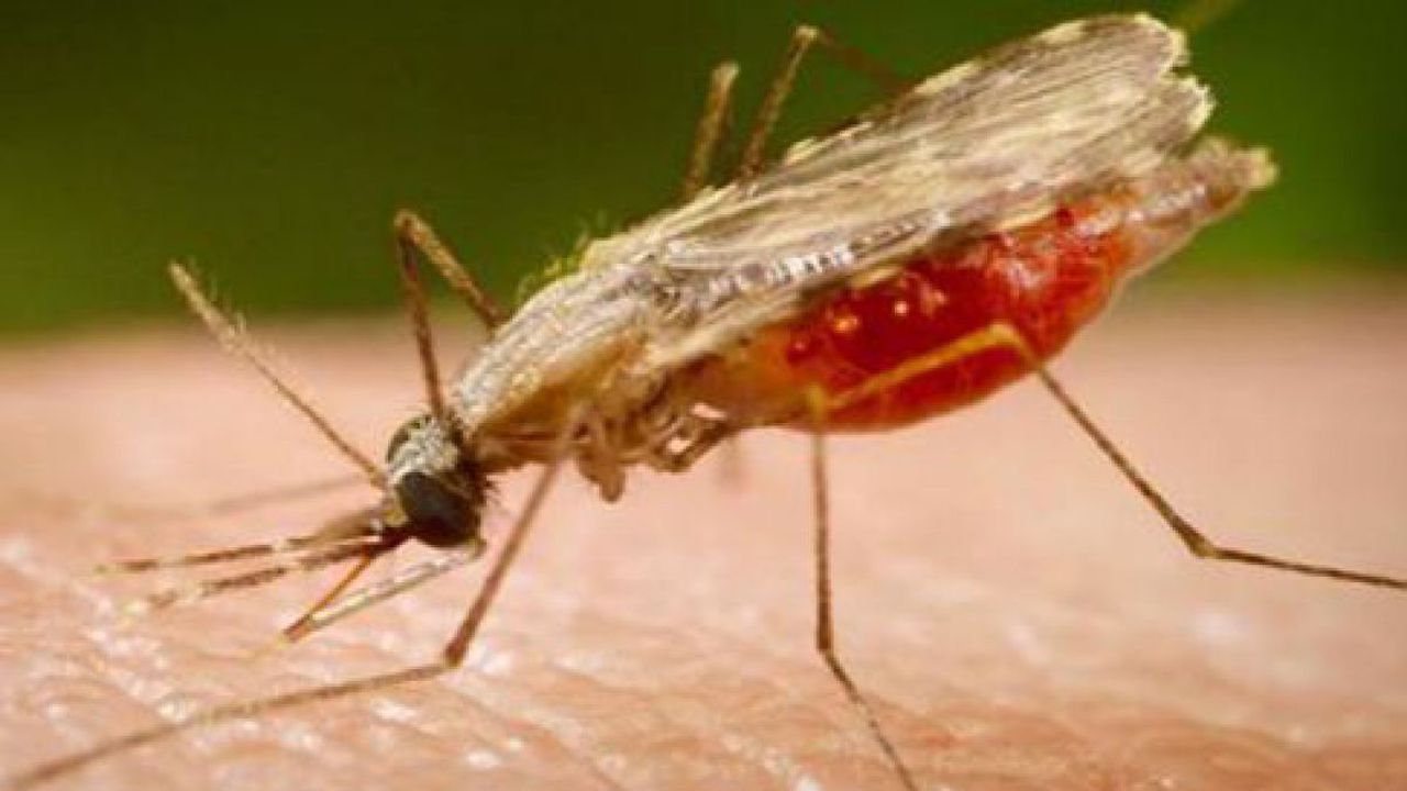 Malarie la Iaşi
