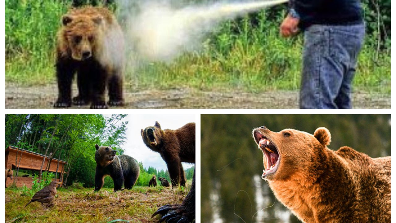 Dacă te atacă ursul