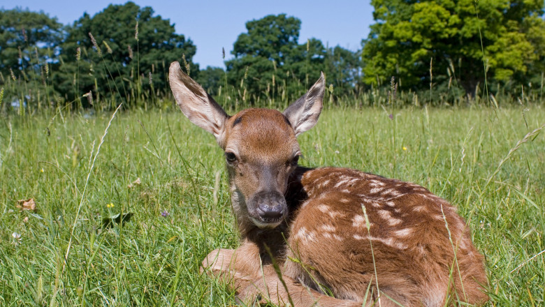 Germania, cu ajutorul dronelor, au fost salvati de la moarte 6.000 de pui de căprioară