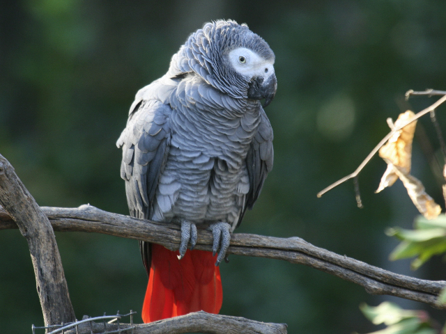 Speciile de păsări