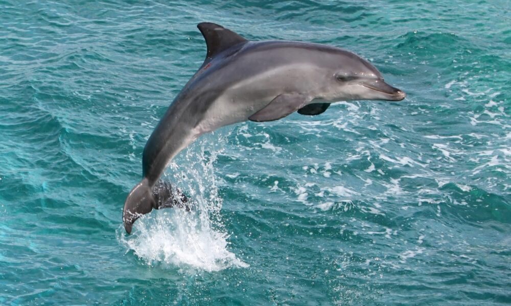 Mii de delfini au murit din cauza războiului din Ucraina