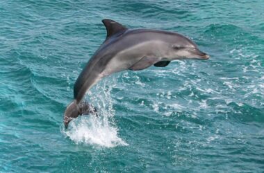 Mii de delfini au murit din cauza războiului din Ucraina