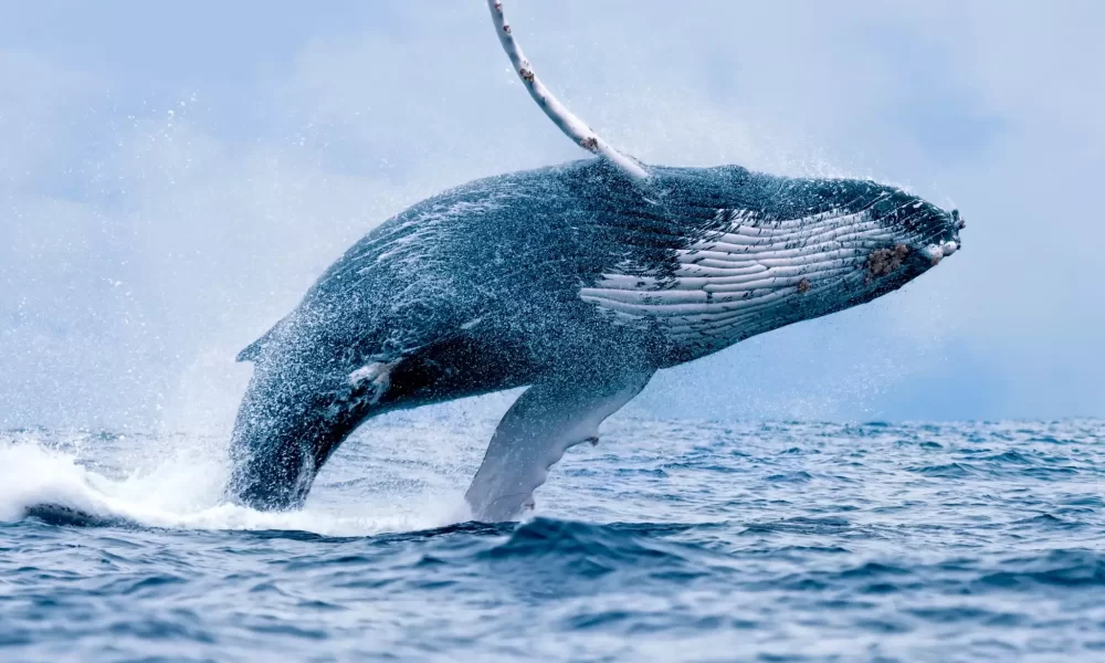 Balena