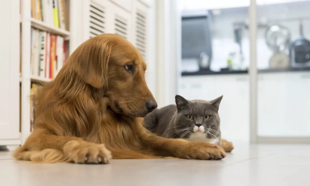 câini și pisici