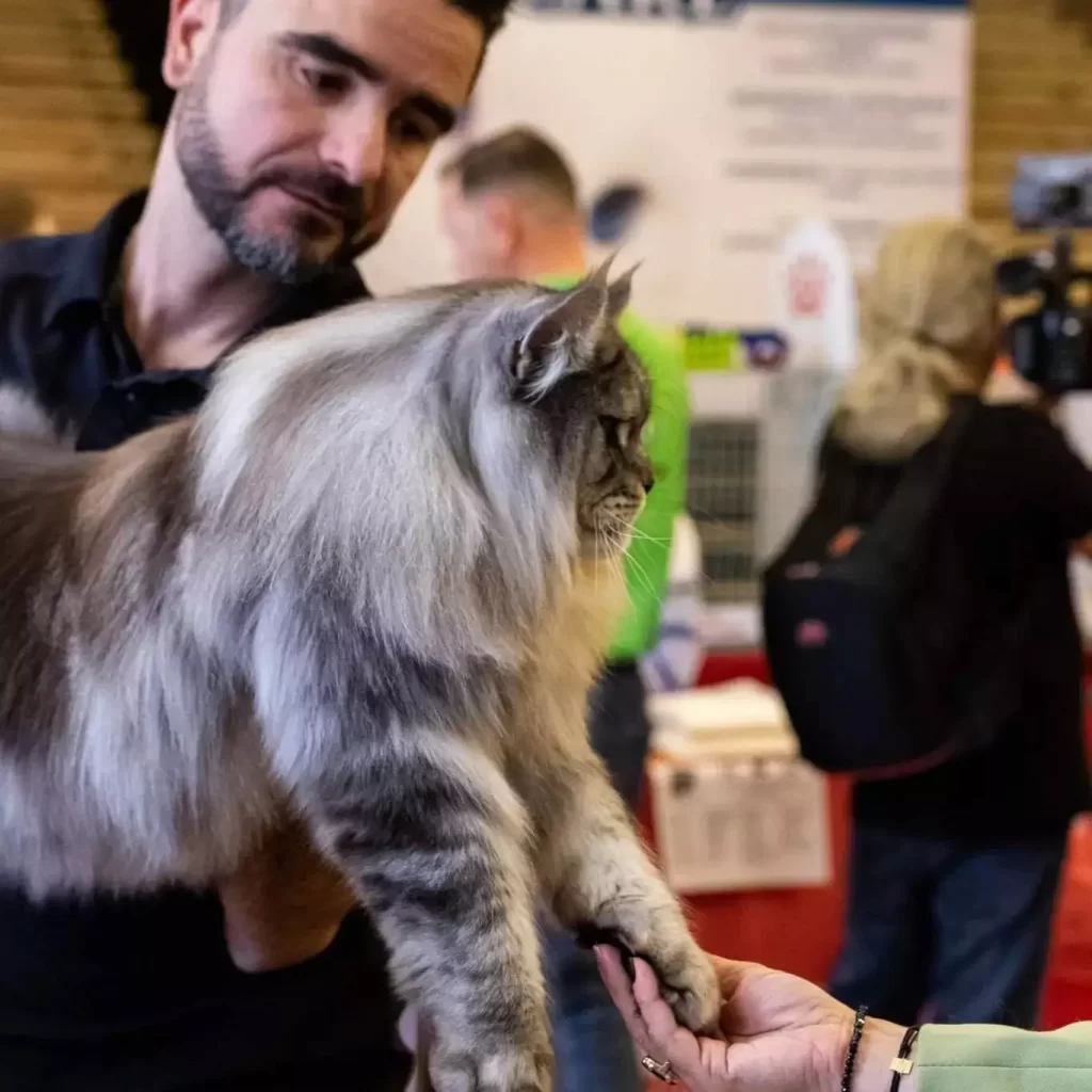 animale de companie, maine coon, pisica