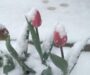 ANM a emis: Cum arată iarna din mijlocul primăverii. La munte s-a așternut zăpada