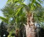 Primii palmieri ținuți peste iarnă afară în Grădina Botanică din Cluj-Napoca, au trecut cu bine iarna