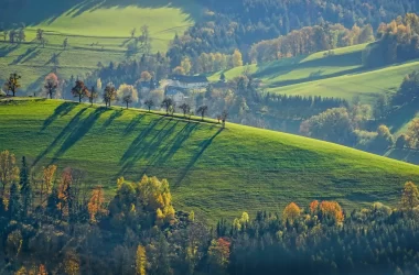 prognoza pentru