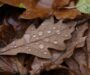 Prognoza meteo, 12 septembrie. Toamna își intră în drepturi. Temperaturile scad semnificativ în următoarele ore
