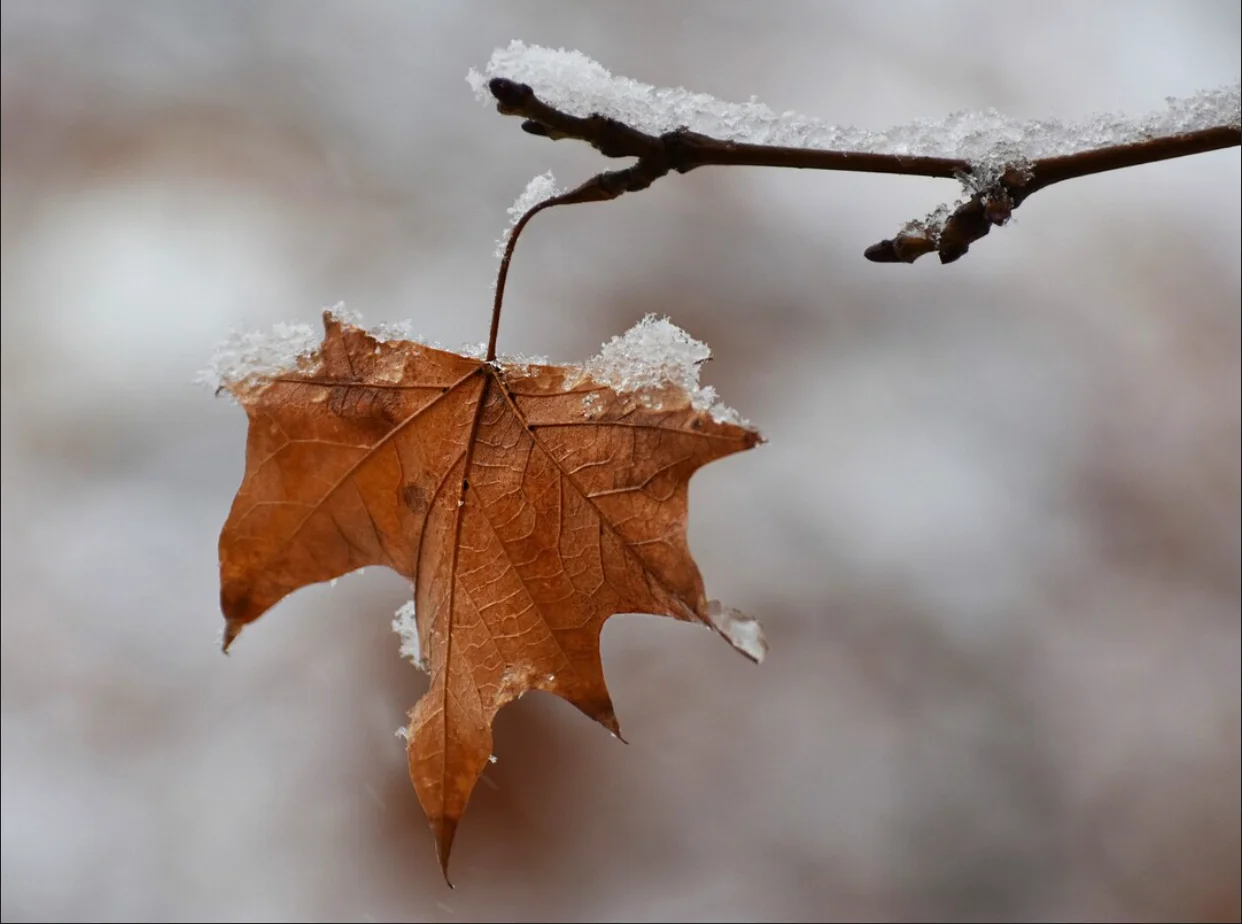 Început de săptămână răcoros, cu ploi și ninsori locale - Temperaturi în scădere semnificativă în România