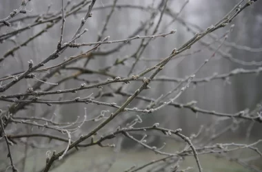 Prognoza meteo