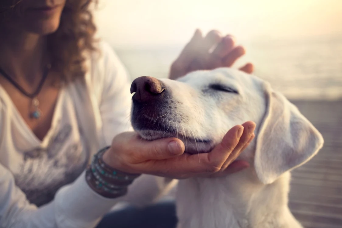 Pierderea unui animal de companie provoacă durere comparabilă cu cea a pierderii unui membru al familiei, arată un nou studiu