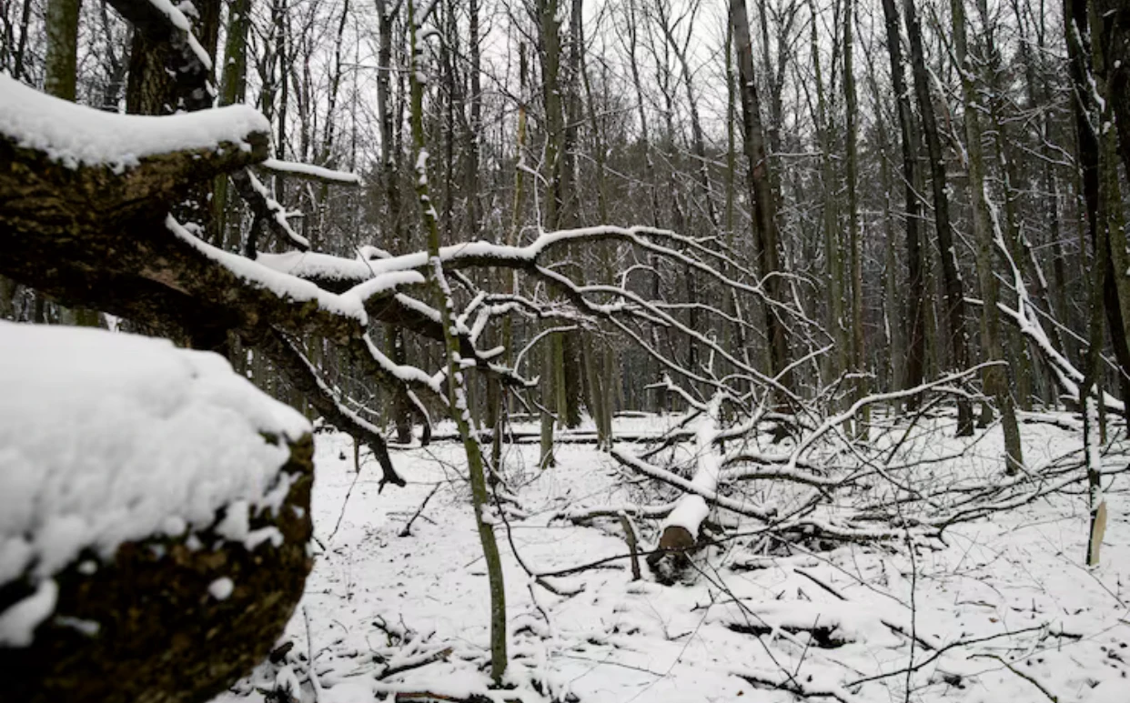 Iarnă cu temperaturi extreme și cod galben de ger și polei în regiuni ale țării