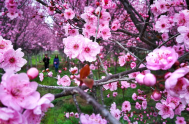 Prognoza meteo, 25 aprilie. Vremea se încălzește în prima zi de weekend. Temperaturi de până la 23 de grade în țară