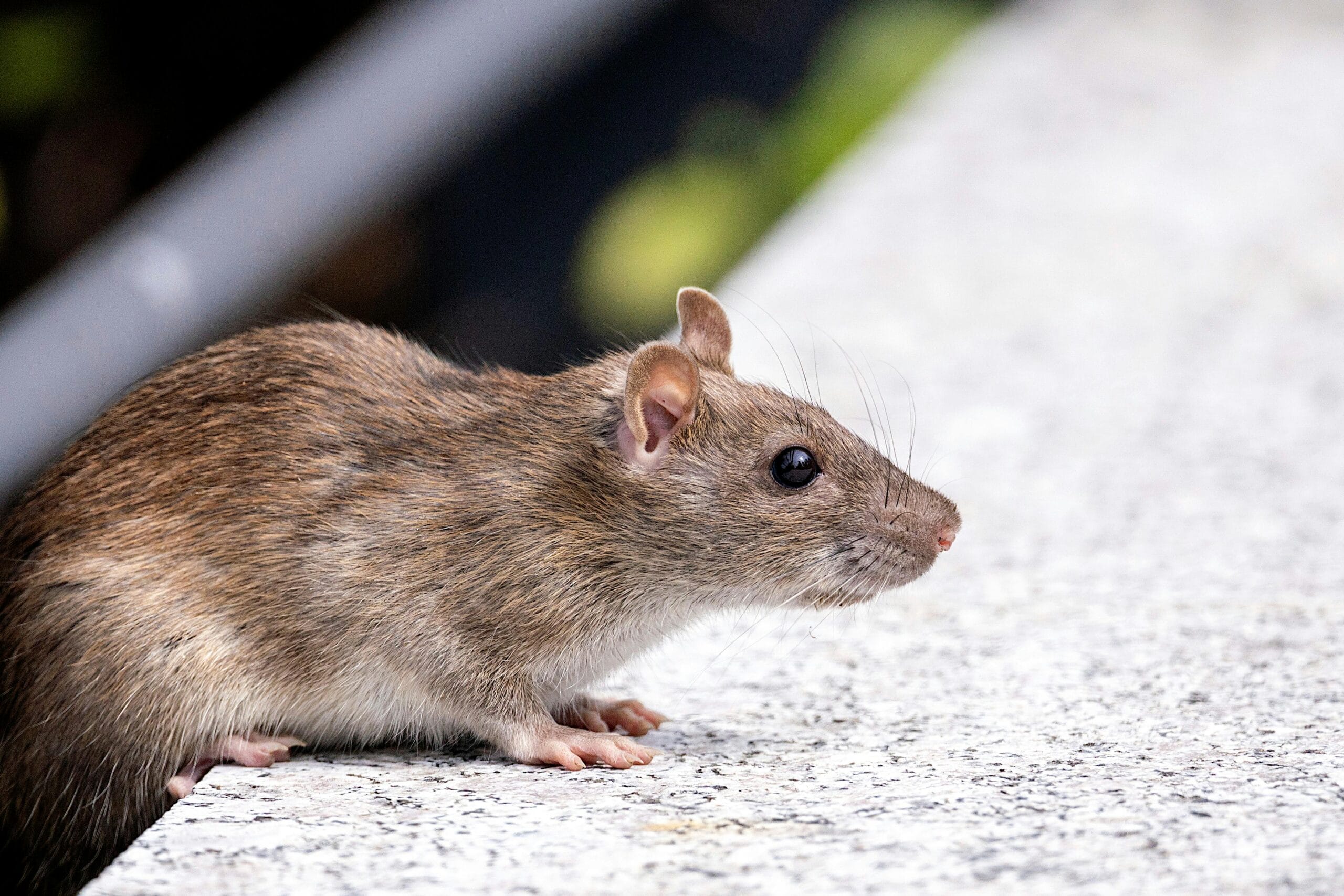 Centrul European de Prevenire și Control al Bolilor gestionează focarul de hantavirus Andes de pe o navă de croazieră