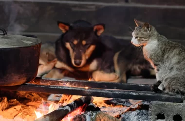 pisici, noaptea, în țara în care aceste animale ajung să fie vândute restaurantelor cu 2,4 euro pe kilogram