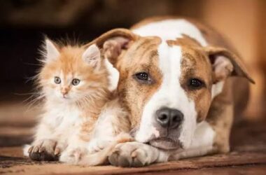 Animalele de companie