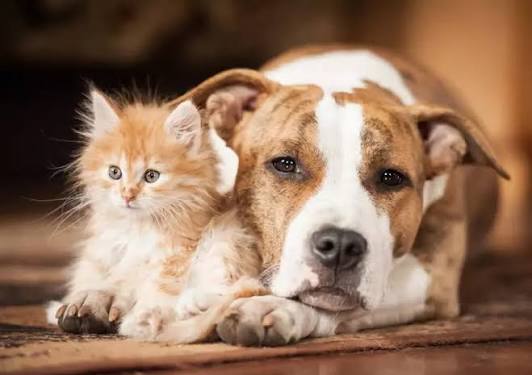 Animalele de companie la bloc. Ce reguli pot stabili vecinii prin vot